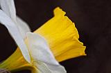 Daffodil Profile_53400
